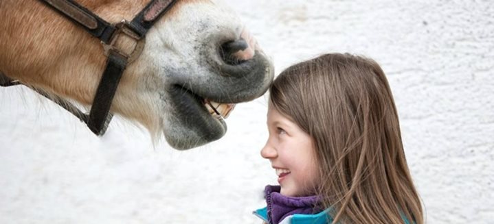 Pferdetherapie: Medizinische Grundlagen der tiergestützten Therapie mit Pferden