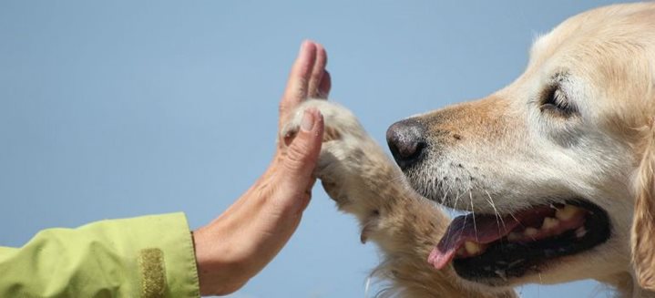 Tiergestützte Therapie in Deutschland