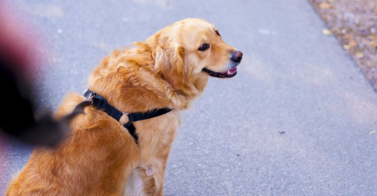 Assistenzhund für Rollstuhlfahrer